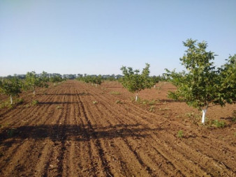 Ореховый сад